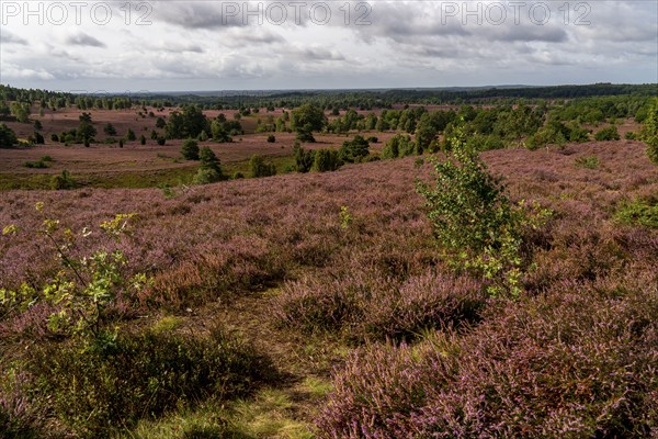 Flowering heath, heather and juniper bushes, near Wilseder Berg, in the Lüneburg Heath nature