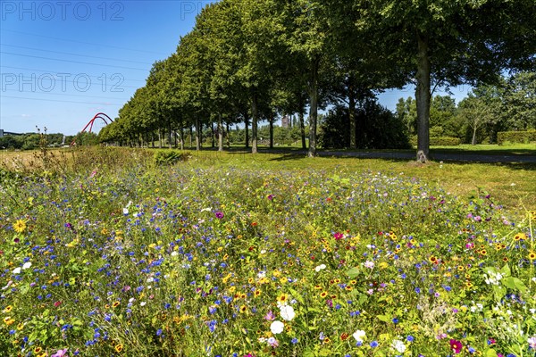 The Nordsternpark, former site of the Nordstern colliery, wildflower meadow, double arch bridge, in