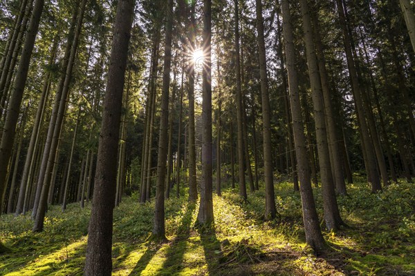 Dense spruce forest, in the Hochsauerland district, near Altastenberg, Sauerland, North