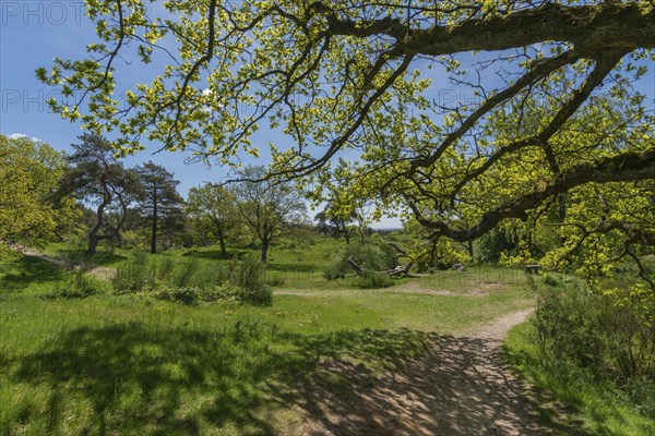 Svanninge Bakker, Faaborg, wooded heights in southern Funen, nature reserve, recreation, hiking,