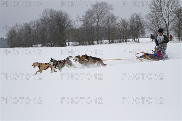Sled dog race, Winterberg, Sauerland, North Rhine-Westphalia, Germany, snowy landscape, sled dogs,