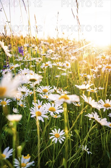 Blooming meadow full of daisies in the sunlight, Black Forest, Gechingen, Germany, Europe
