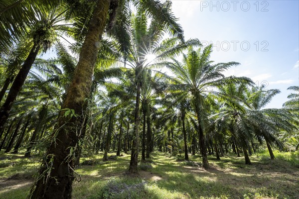Palm oil plantation, environmental destruction through monoculture, Costa Rica, Central America