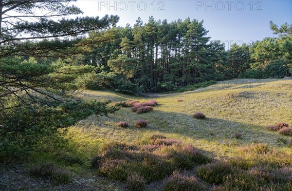Landscape and fauna in the Slowinski National Park, Slowinski Park Narodowy, on the Baltic coast in