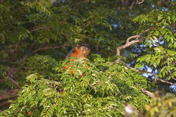 Western red colobus (Piliocolobus badius), primates, Janjabureh boat trip, Janjabureh, South Bank,