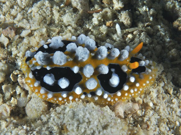 Black-orange sea snail with white bumps, eyespot warty snail (Phyllidia ocellata), on sandy seabed.
