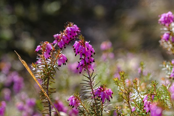 Erica blossom, spring heather, Erica, Kramerplateauweg, Garmisch-Partenkirchen, Werdenfelser Land,