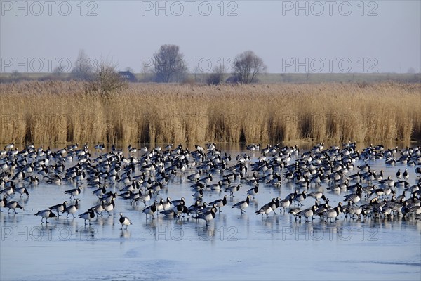 White-fronted Geese, Barnacle Geese (Branta leucopsis), NABU Bird Observation Centre, Krummhörn,