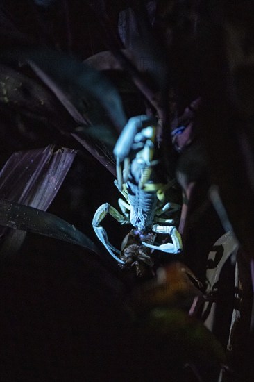 Bicoloured bark scorpion (Centruroides bicolor), scorpion glowing in black light eats prey, at