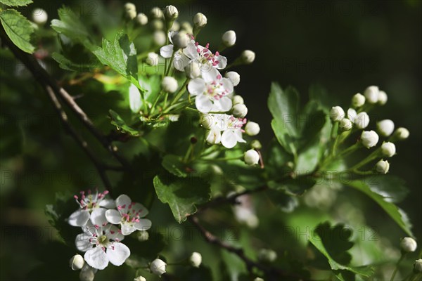 Iserlohn. This year's unusually warm weather in April has already given us a May. Nature exploded