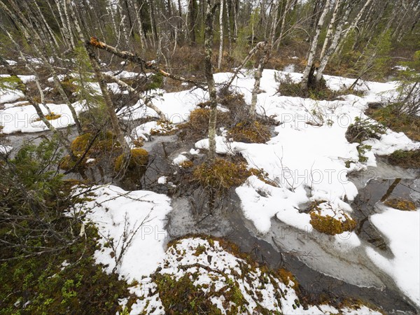 Hairy Birch (Betula pubescens), trees growing in a bog, covered with snow and ice, May, Pokka,