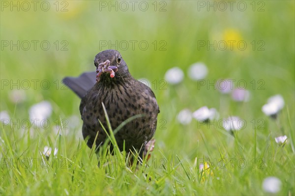 Common blackbird, Eurasian blackbird (Turdus merula) female foraging in grassland, meadow with