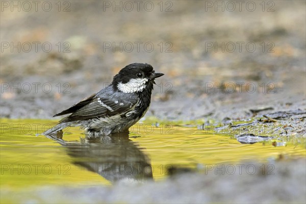 Coal tit (Periparus ater, Parus ater) bathing in water from pond, rivulet, Germany, Europe