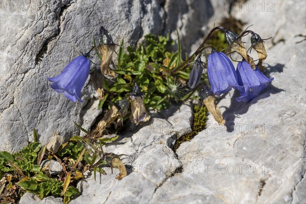 Bellflower (Campanula) on rocky ground, Karwendel Mountains, Mittenwald, Werdenfelser Land, Upper