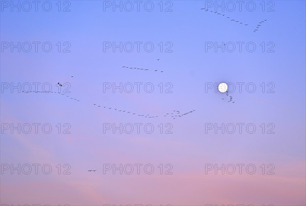 White-fronted goose (Anser albifrons), a flock of wild geese flies in the dawn in front of the full