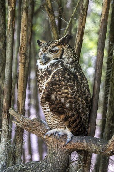 South American great horned owl (Bubo virginianus nacurutu), Aviario Nacional de Colombia, Via