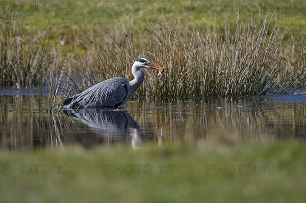 Grey heron (Ardea cinerea), hunting, with captured Common Frog, Dingdener Heide nature reserve,
