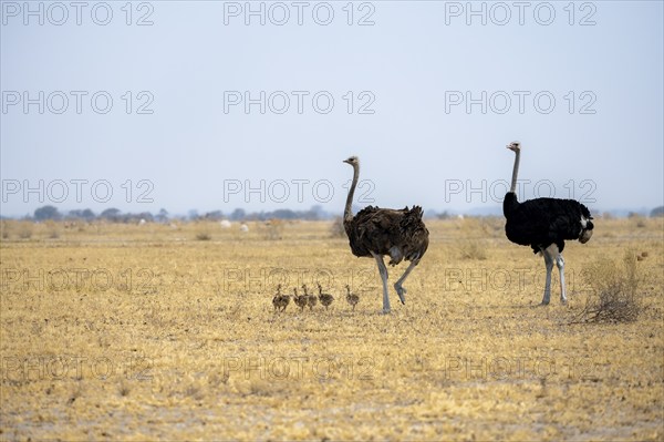 Common ostrich (Struthio camelus), adult female and male with six young, chicks, animal family,
