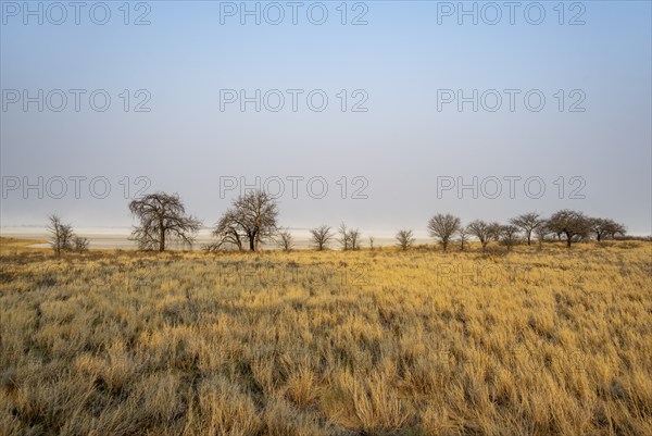 Yellow grass and leafless trees at a dry salt pan, African savannah, Nxai Pan National Park,