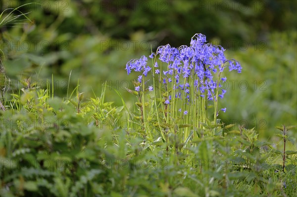 Flowering wood hyacinth (Hyacinthoides non-scripta), Lower Rhine, North Rhine-Westphalia, Germany,