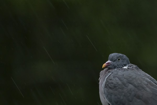 Wood pigeon (Columba palumbus) adult bird soaking wet in a rain storm, England, United Kingdom,