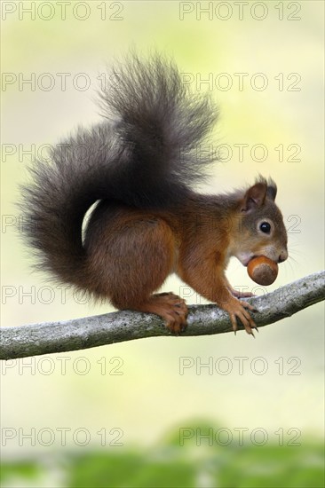 Squirrel with hazelnut, Northumberland National Park, Eurasian red squirrel (Sciurus vulgaris),