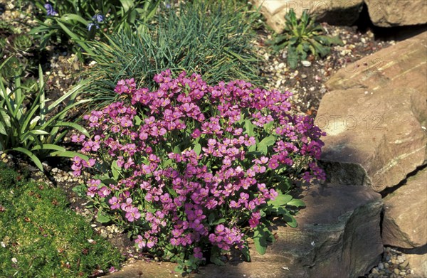 Rockcress (Arabis caucasica)