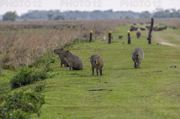Capybaras (Hydrochoerus hydrochaeris), Cambyretá, Esteros del Iberá, Corrientes Province,