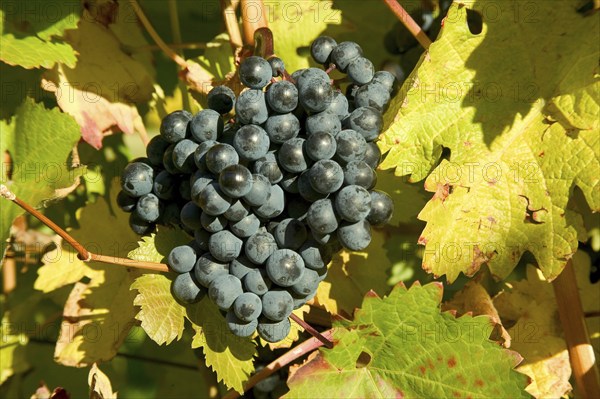 Vine. The wine-growing region of Saxony is one of the smallest and most north-easterly in Germany.