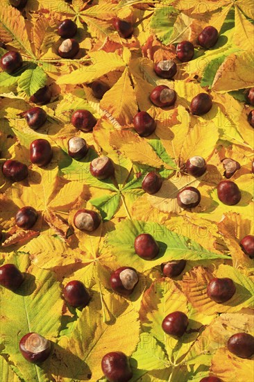 Horse Chestnut ( Aesculus hippocastanum) , Chestnut, Switzerland, Europe