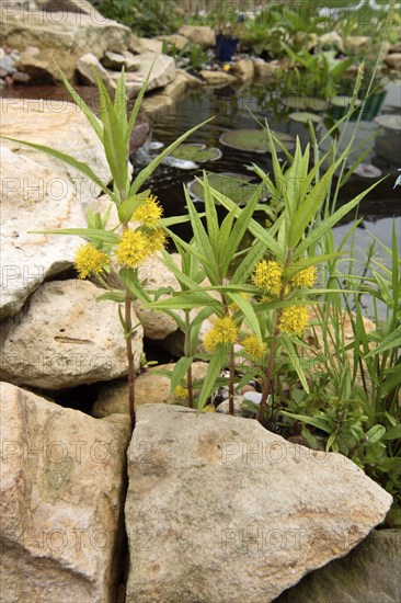 Tufted loosestrife (Lysimachia thyrsiflora)