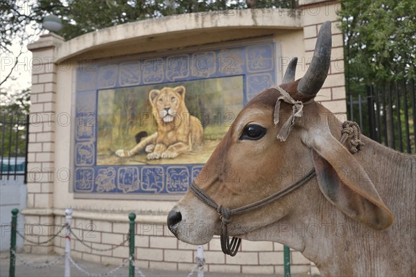 Cattle in front of a lion picture, Asiatic Lion, outside the headquarters of the Forestry