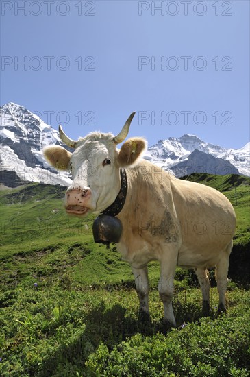 Portrait of a brown domestic cattle (Bos taurus) with cowbell in a meadow, Swiss Alps, Switzerland,