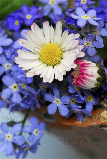 Common daisy (Bellis perennis) and forget-me-not (Myosotis sylvatica), memorial