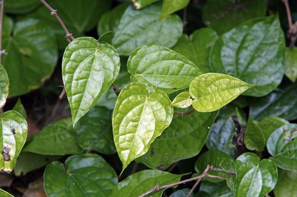 Betel (Piper betel)