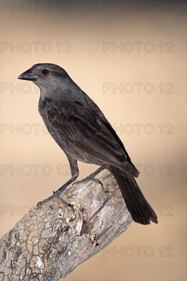 Bronzed Cowbird, juvenile, Sonora Desert, Arizona (Molothrus aeneus milleri), USA, North America
