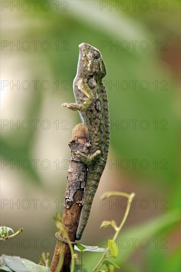 Warty Chameleon (Furcifer verrucosus), male, Magadascar, side
