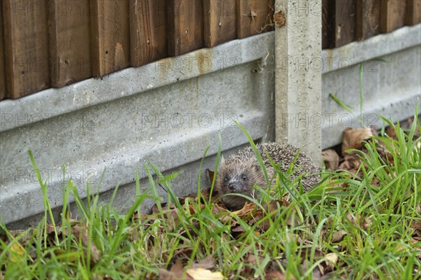 European hedgehog (Erinaceus europaeus) adult next to a concrete based wooden garden fence,