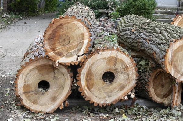 Detroit, Michigan, A storm with 70mph wind gusts blew down a 15-ton, 110-foot cottonwood, damaging