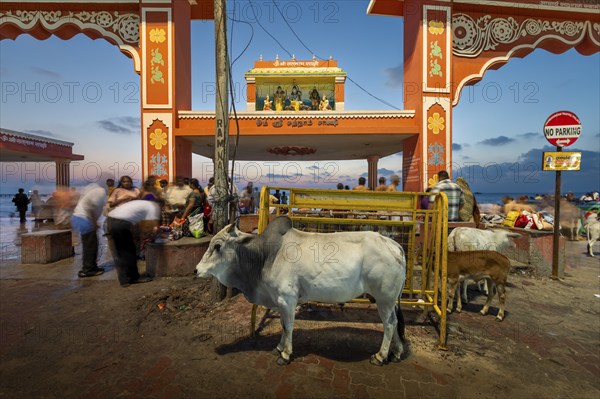 Sacred cow at Ghat Agni Theertham in front of sunrise, Rameswaram, Pamban Island, Tamil Nadu,