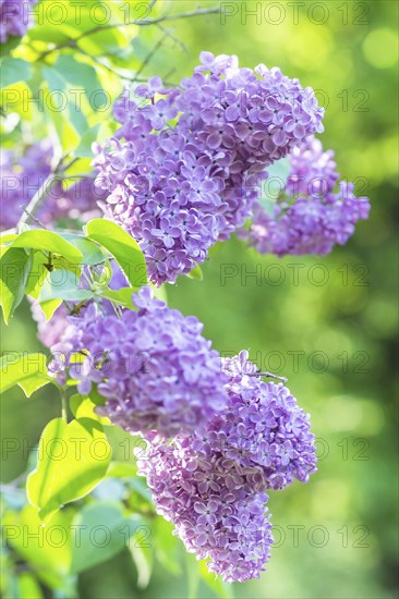 Blooming lilac in the botanical garden in spring