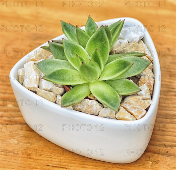 Beautiful little plant, succulent in a small ceramic flower pot with decorative stones