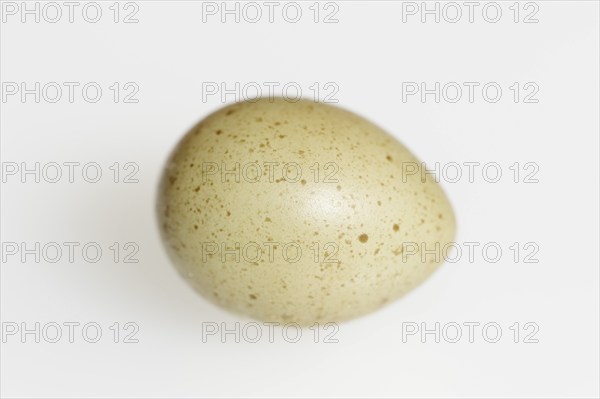 Chinese dwarf quail (Synoicus chinensis, Coturnix chinensis), egg, quail egg on white background