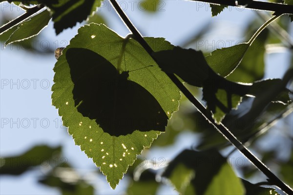 Silver-washed fritillary (Argynnis paphia) butterfly resting on a Hazel tree leaf in a woodland