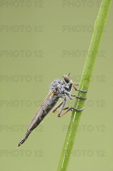Common awl robberfly (Neoitamus cyanurus), female, North Rhine-Westphalia, Germany, Europe