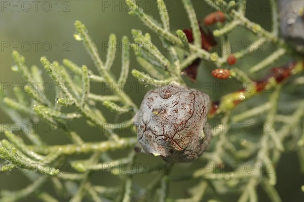 Arizona cypress (Cupressus arizonica), cones, ornamental tree, North Rhine-Westphalia, Germany,