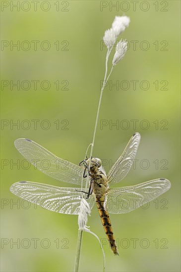 Black-tailed skimmer (Orthetrum cancellatum), female, North Rhine-Westphalia, Germany, Europe