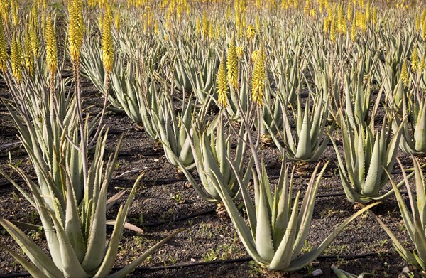 Aloe vera plants growing in field, Oliva, Fuerteventura, Canary Islands, Spain, Europe