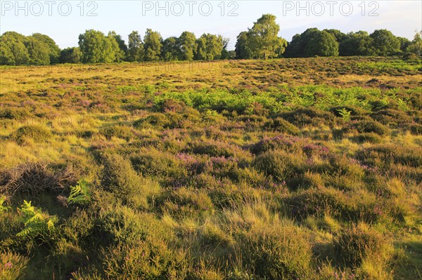 Heather and bracken on heathland, Suffolk Sandlings, near Shottisham, England, UK