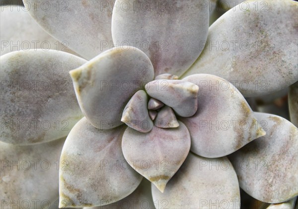 Beautiful succulent plant in greenhouse. Closeup, floral patterns, selective focus